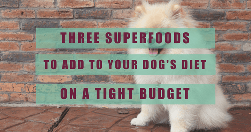 Three Superfoods to Add to Your Dog's Diet On a Tight Budget