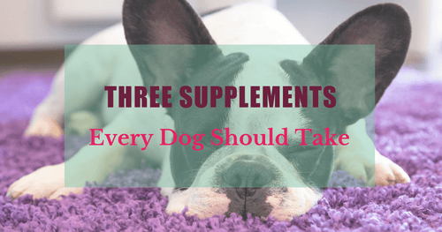 Three Supplements Every Dog Should Take