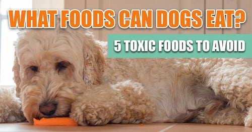 What Foods Can Dogs Eat? 5 Toxic Foods To Avoid