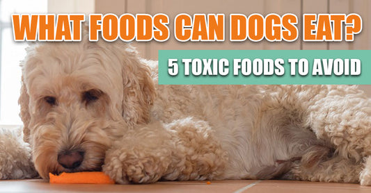 What Foods Can Dogs Eat?|