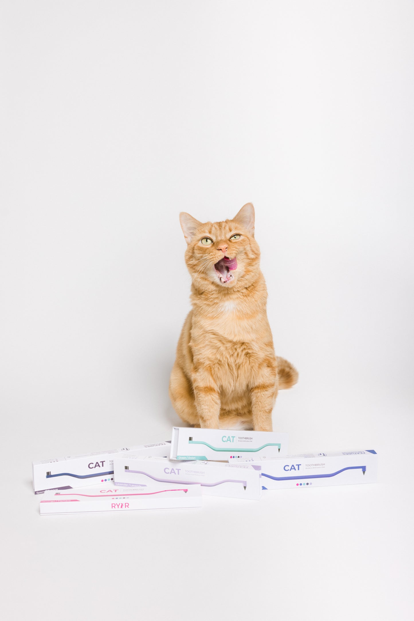Cat sitting next to a set of cat toothbrushes on a white background
