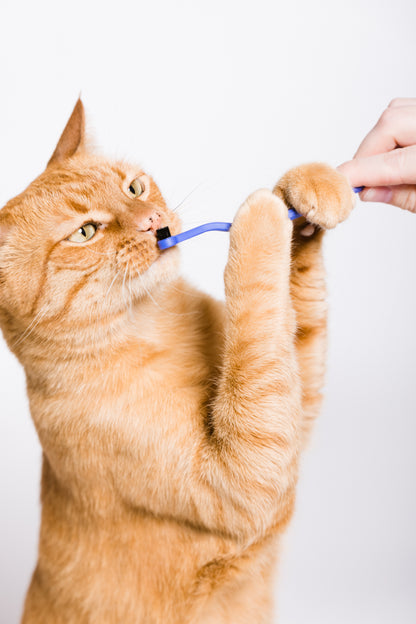 Orange cat playing with toothbrush held by a hand against a white background