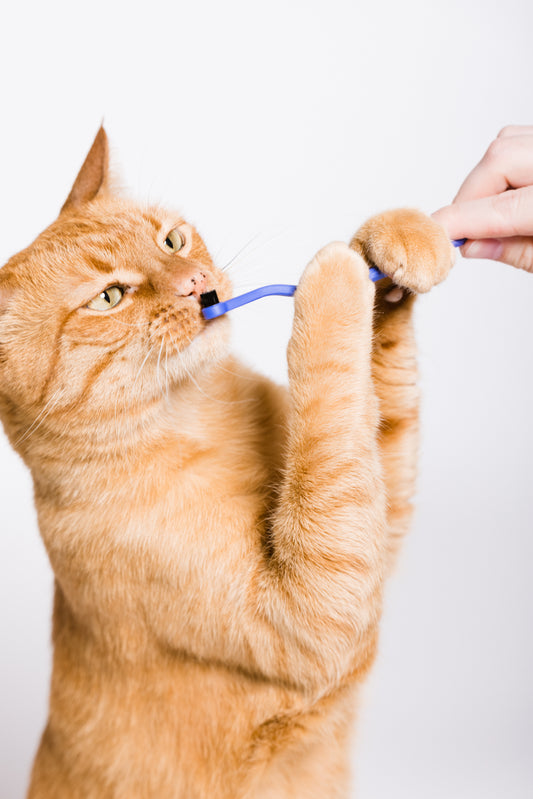 Orange cat playing with toothbrush held by a hand against a white background