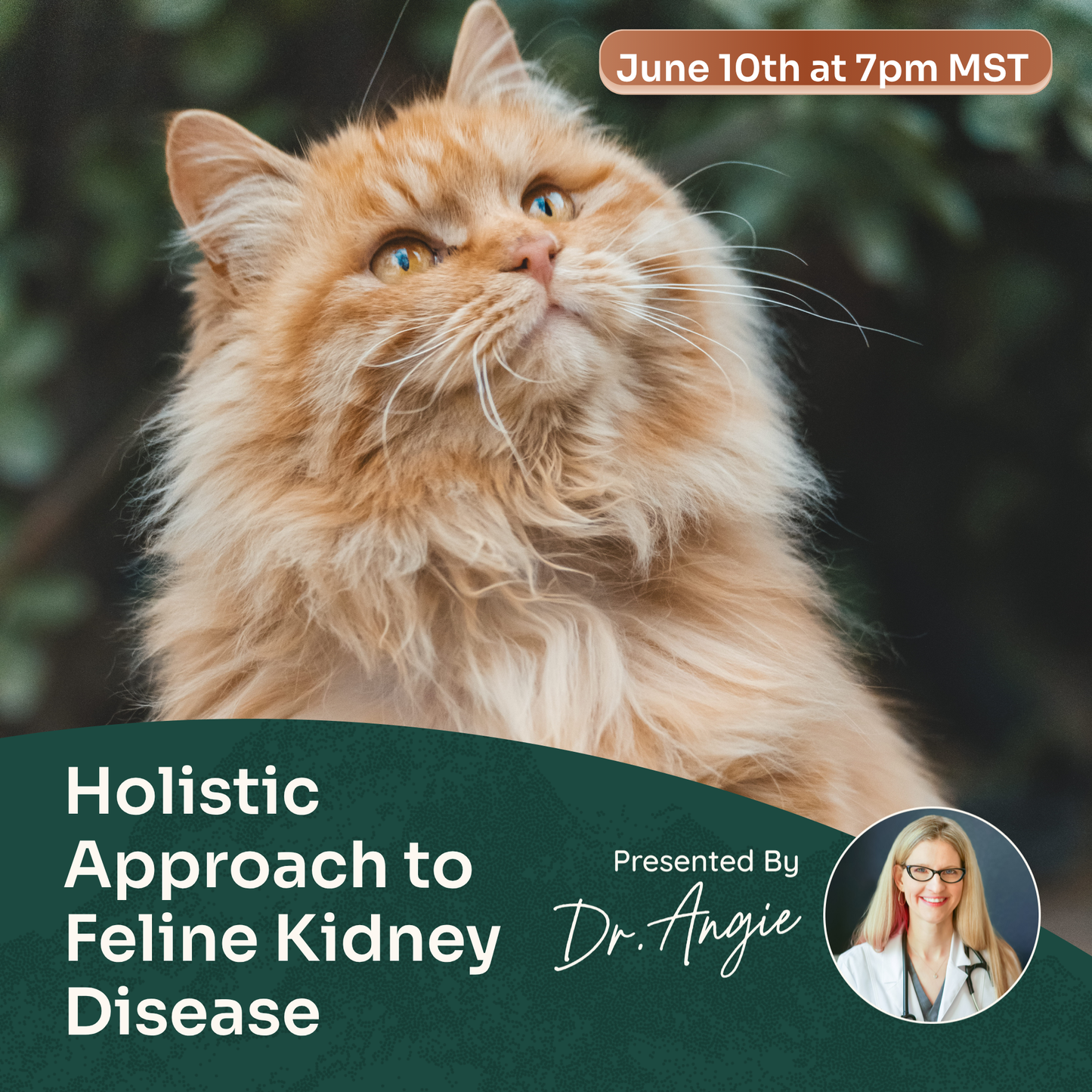Cat with event information about holistic approach to feline kidney disease on a green background