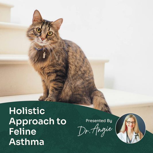 Cat sitting on stairs with text about holistic approach to feline asthma and Dr. Angie's presentation.