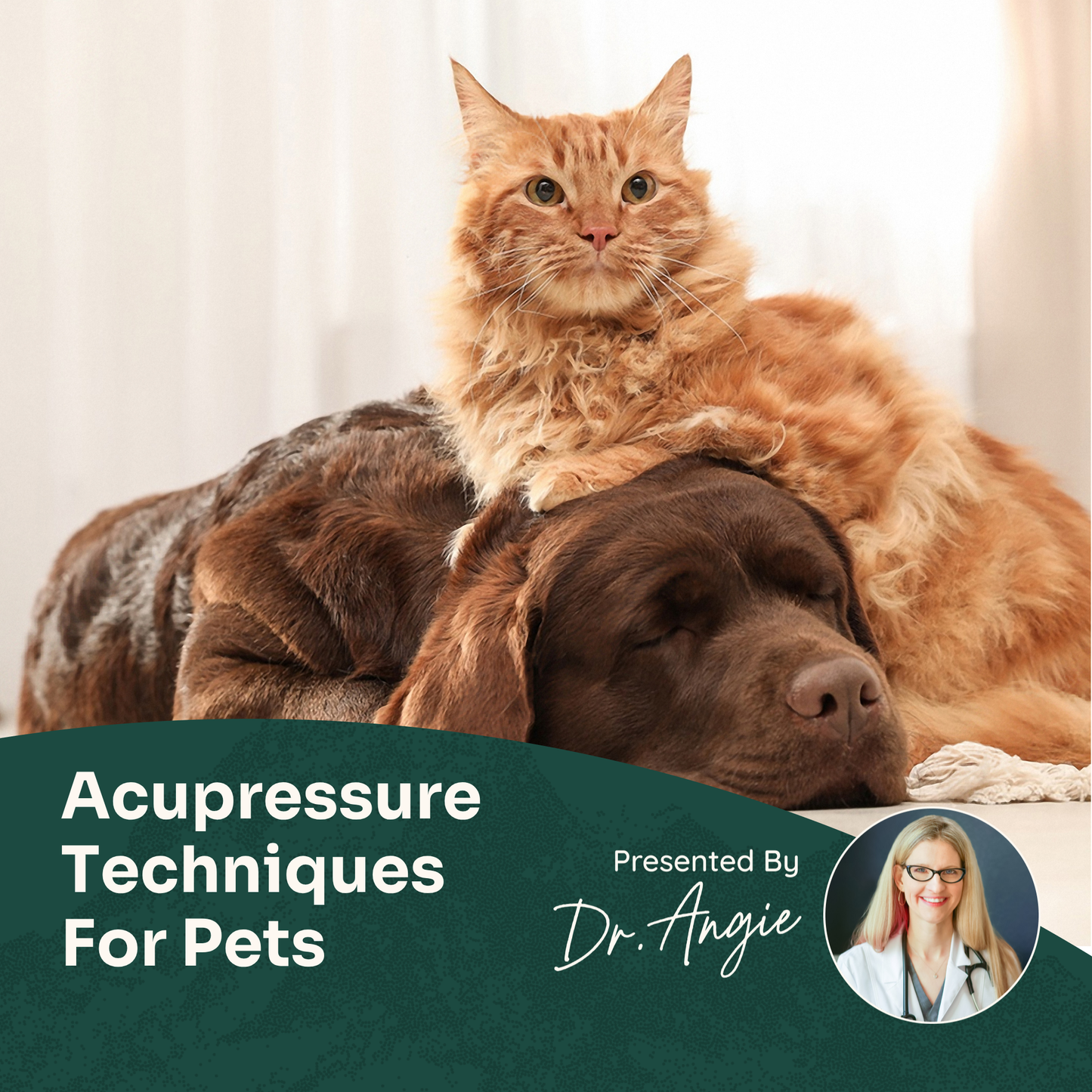 Cat lying on a dog with text about acupressure techniques for pets, presented by Dr. Angie.