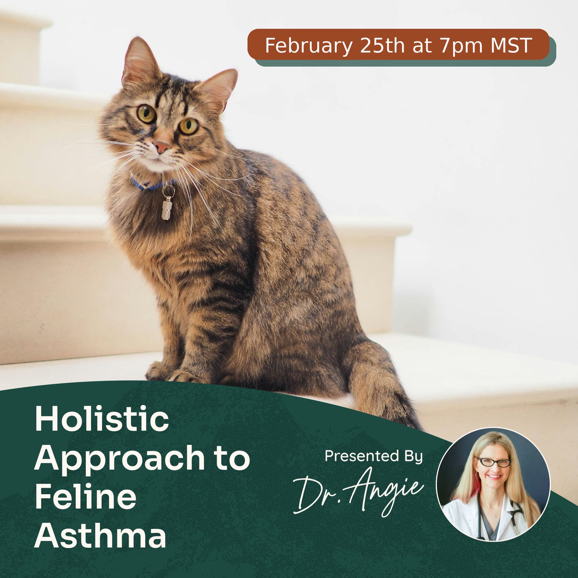Cat sitting on stairs with promotional text for a holistic approach to feline asthma webinar.