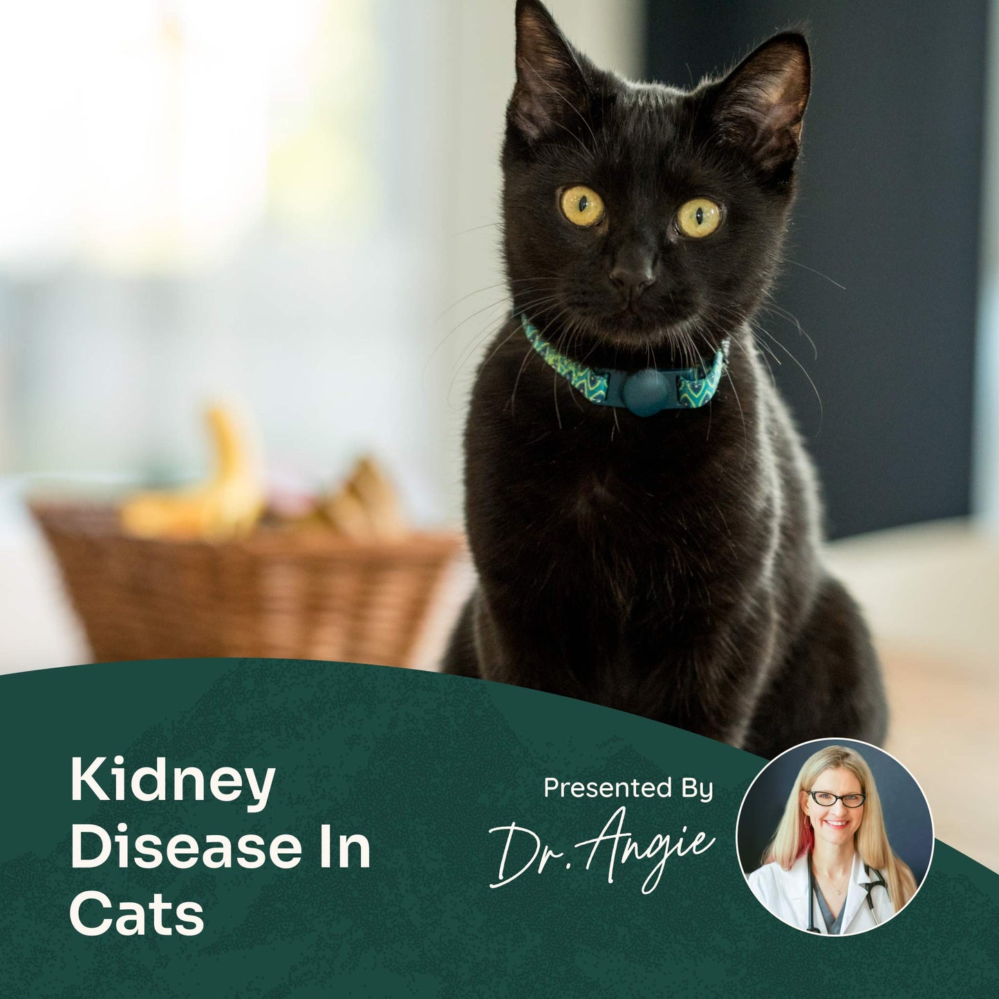 Course: A Holistic Approach to Your Cat's Kidney Disease (Previously Recorded)
