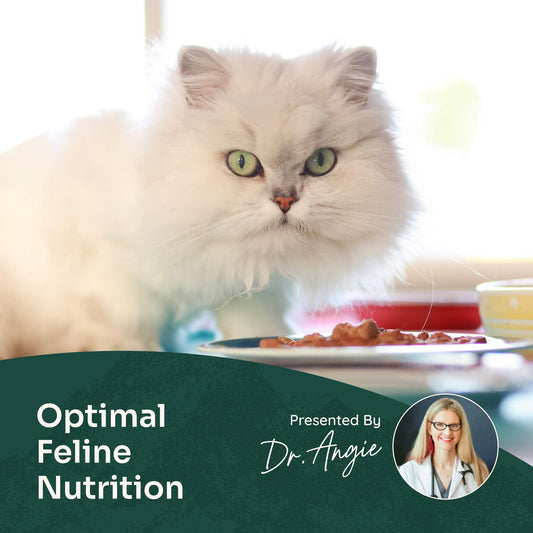 Course: How to Feed Your Cat: Optimal Feline Nutrition (Previously Recorded)
