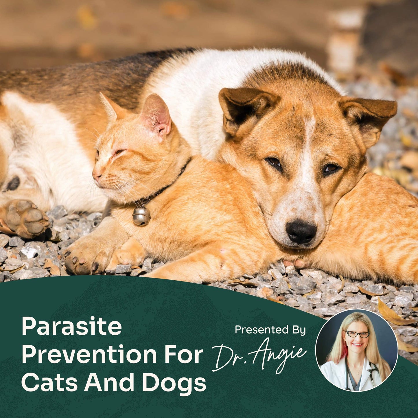 Course: A Holistic Approach to the Creepy Crawlers - Preventing Fleas, Ticks, Heartworms & More (Previously Recorded)