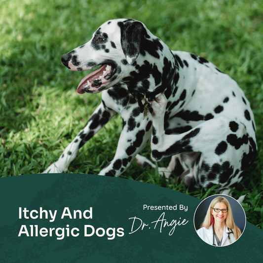 Course: A Holistic Approach to Itchy and Allergic Dogs (Previously Recorded)