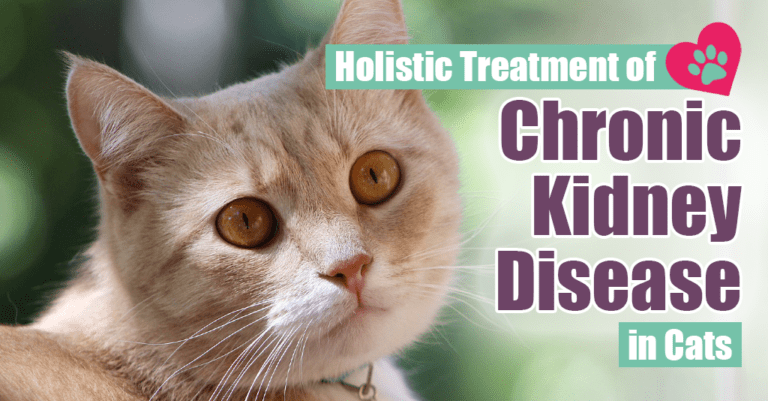 Holistic Treatment of Chronic Kidney Disease in Cats - Boulder Holistic Vet