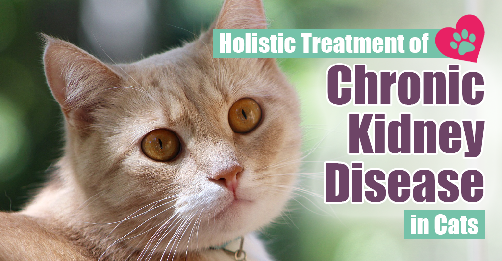 Holistic Treatment of Chronic Kidney Disease in Cats Boulder Holistic Vet
