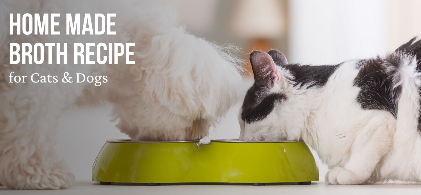 cat and dog eating home made broth