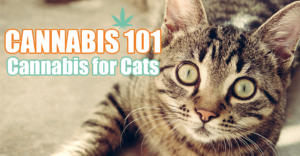 cannabis 101 for cats