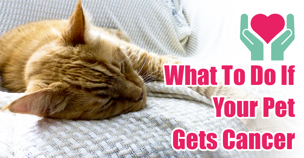 What to do if your pet gets cancer