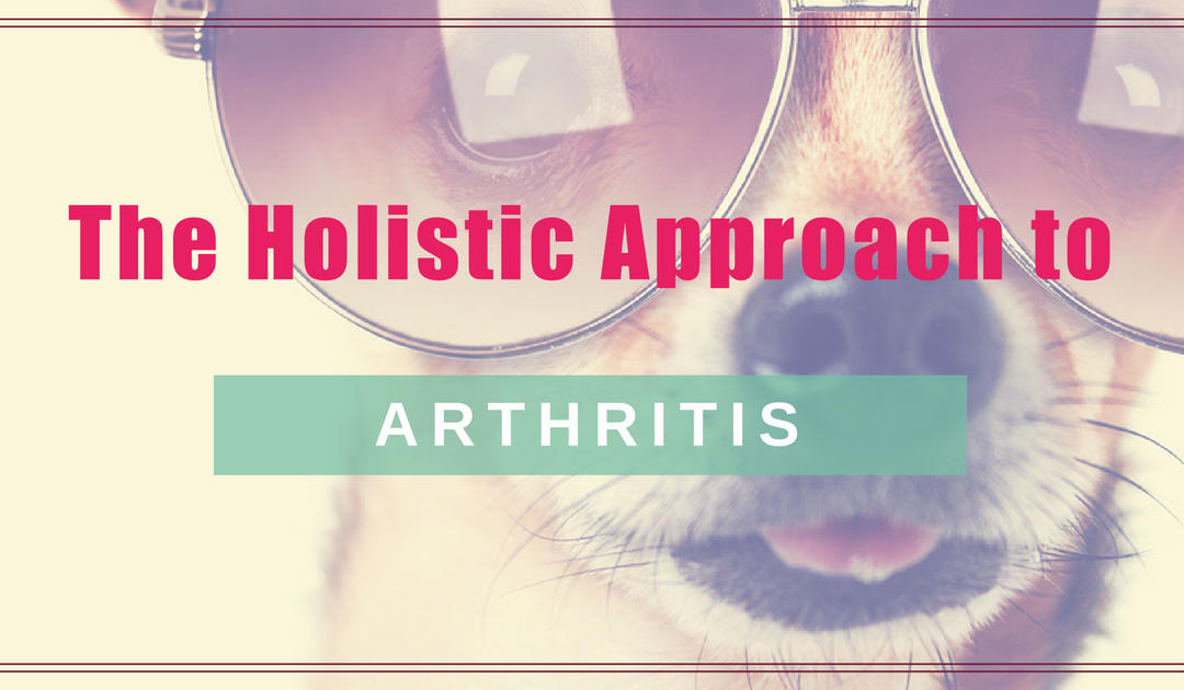 The Holistic Approach to Arthritis - Boulder Holistic Vet