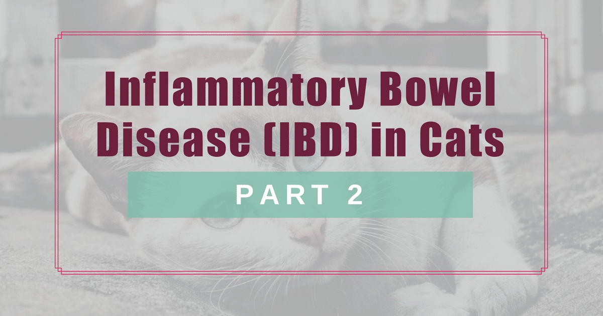 What Is Inflammatory Bowel Disease In Cats Litter robot, Cats