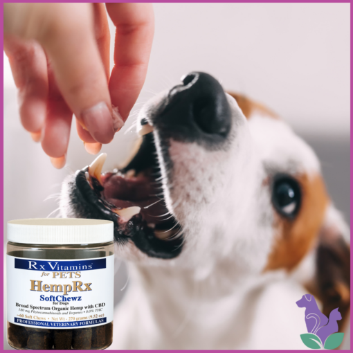 A Dog eating a HempRx Soft Chew CBD treats for dogs