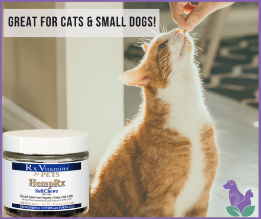 An orange cat getting a CBD treat for cats from a jar of HempRx Soft Chewz for cats