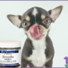 A small dog getting a CBD treat for small dogs from a jar of HempRx Soft Chewz for cats
