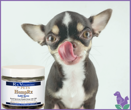 A small dog getting a CBD treat for small dogs from a jar of HempRx Soft Chewz for cats