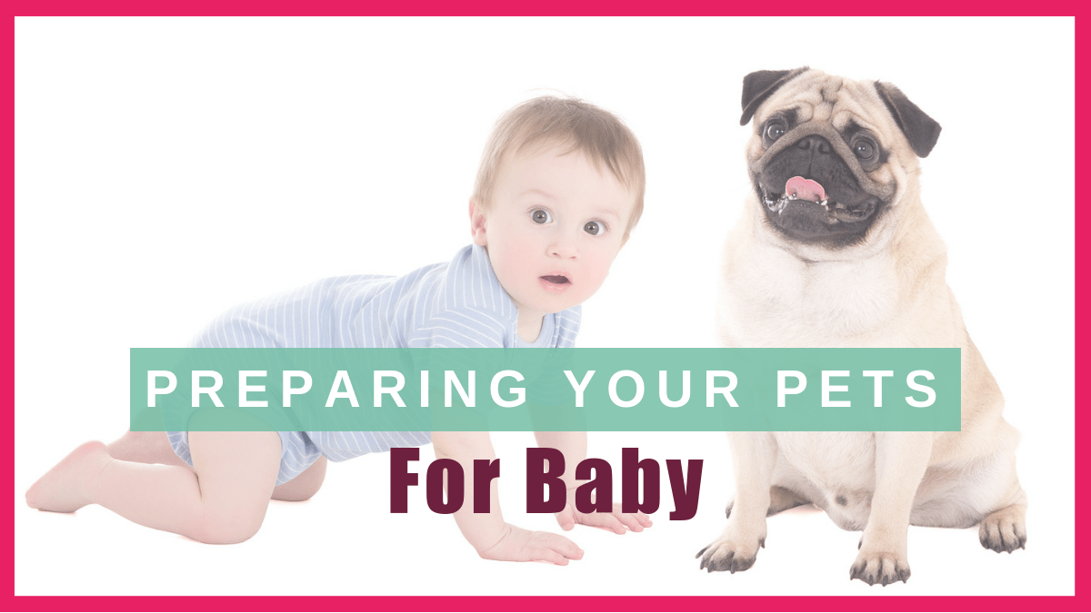 preparing pets baby new boulderholisticvet blog post
