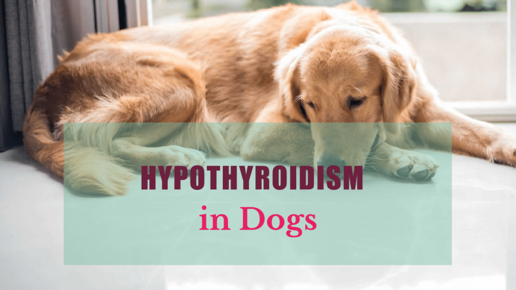 hypothyroidism pet dog boulderholisticvet blog post