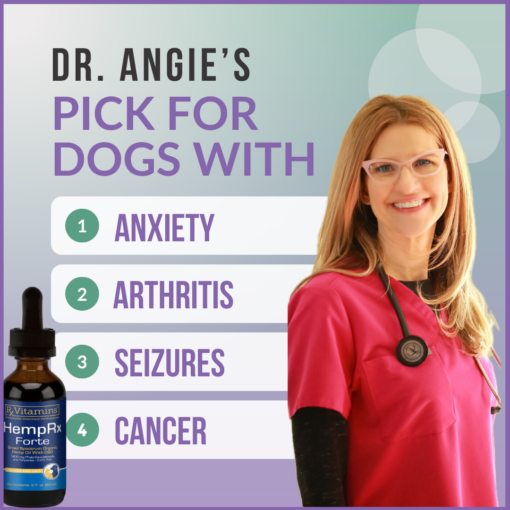 Holistic Veterinarian CBD for dogs with anxiety, arthritis, seizures, cancer