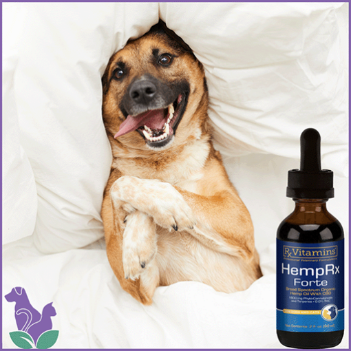 HempRx Forte CBD for dogs with a big dog in a bed