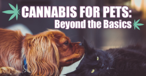 Cannabis for Pets: Beyond the Basics