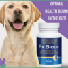Probiotics for pet Probiotics for dogs Yellow lab and bottle of Rx Biotic