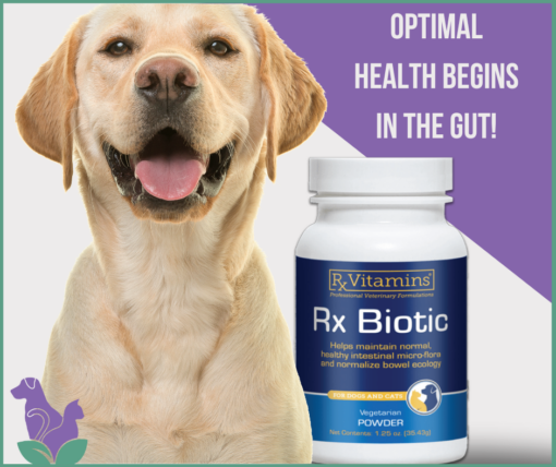 Probiotics for pet Probiotics for dogs Yellow lab and bottle of Rx Biotic