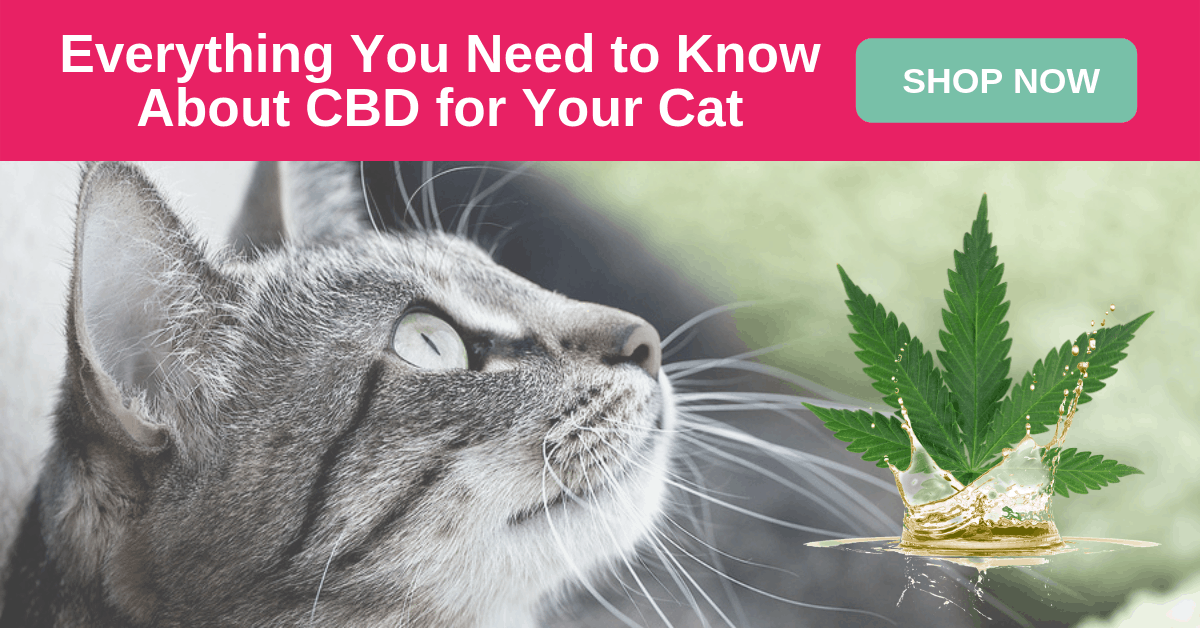 CBD Dosing for Cats: Choosing & Calculating the Right Dose - Boulder