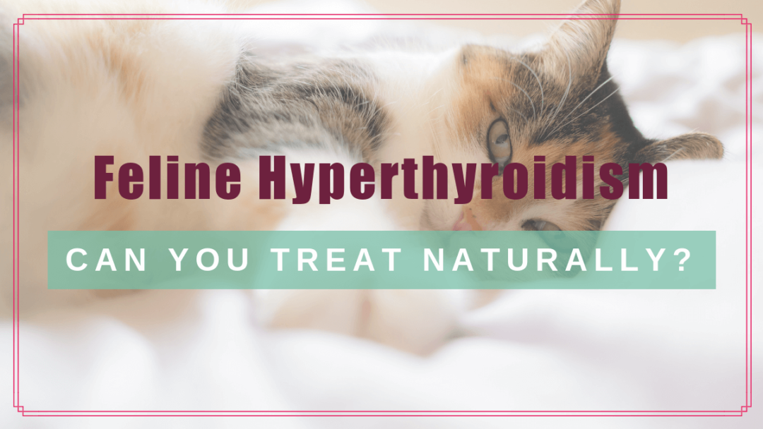 How Do You Treat Hyperthyroidism In Cats