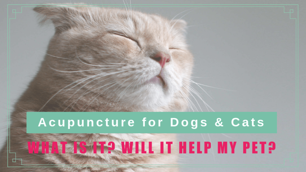 acupuncture cats dogs help boulderholisticvet blog post