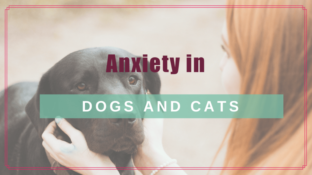 anxiety dogs cats boulderholisticvet blog post