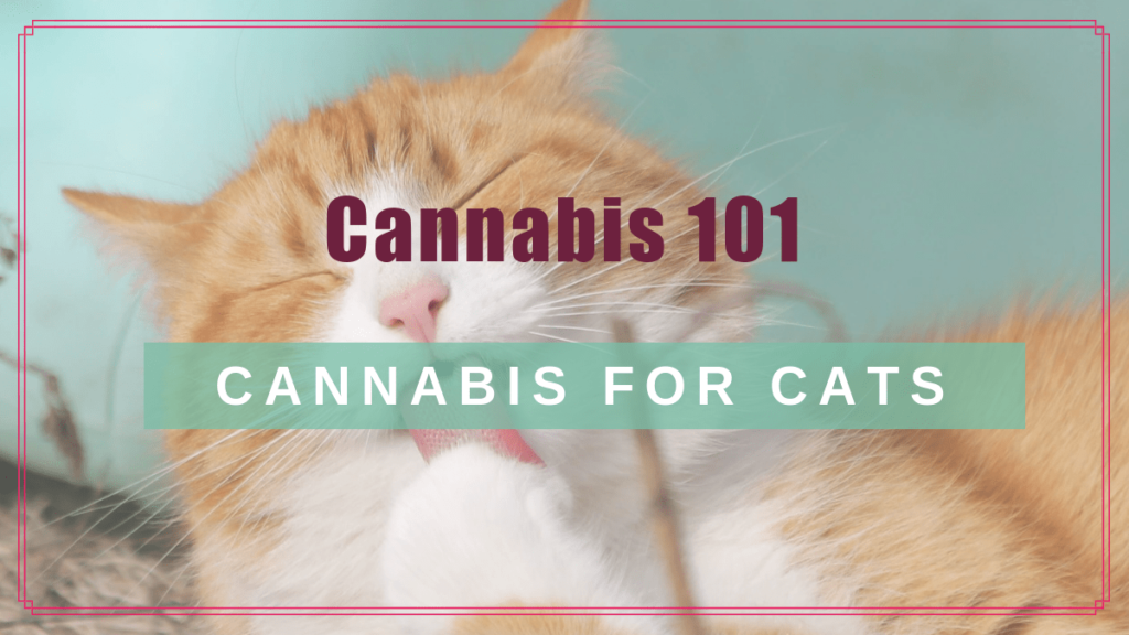 cannabis 101 cbd cats boulderholisticvet blog post