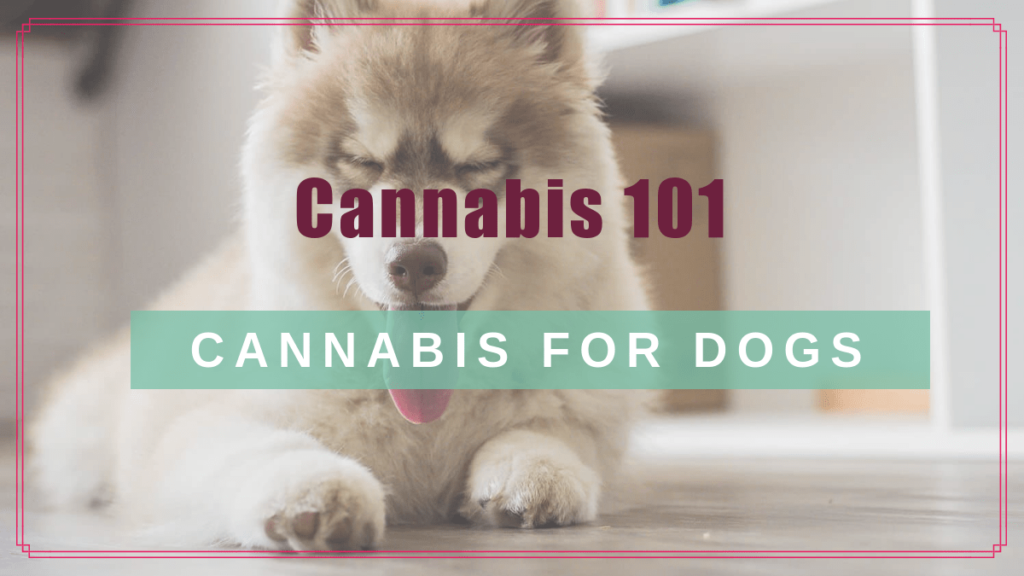 cannabis 101 cbd dogs boulderholisticvet blog post