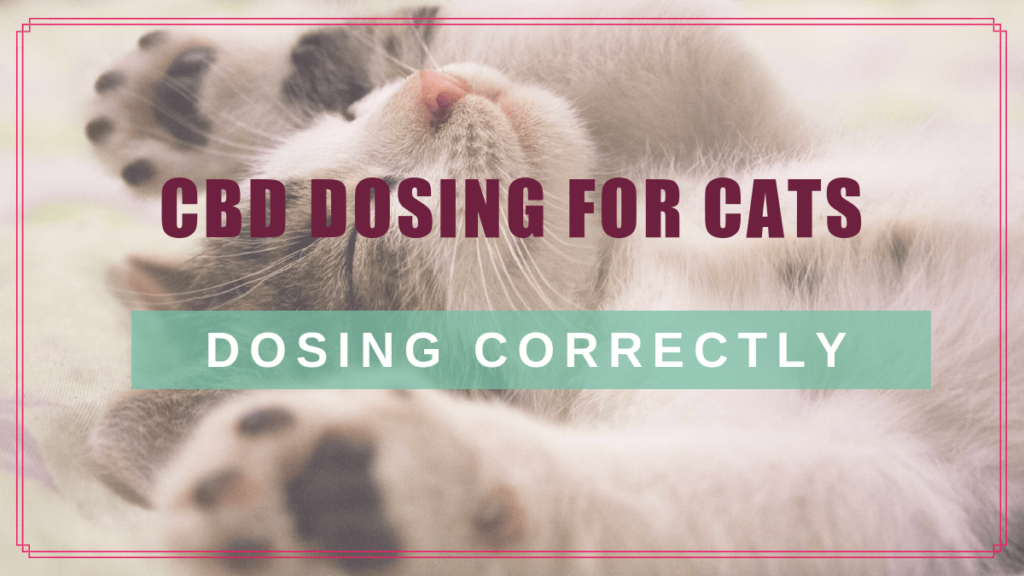 cannabis cbd cats dosing correctly boulderholisticvet blog post
