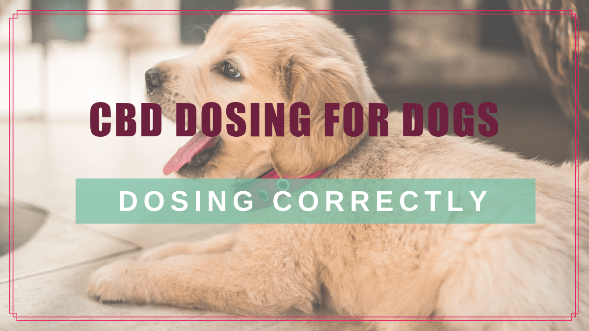 Cbd Dosing For Dogs Choosing Calculating The Right Dose Boulder Holistic Vet