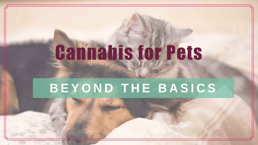 cannabis pets beyond basics boulderholisticvet blog post