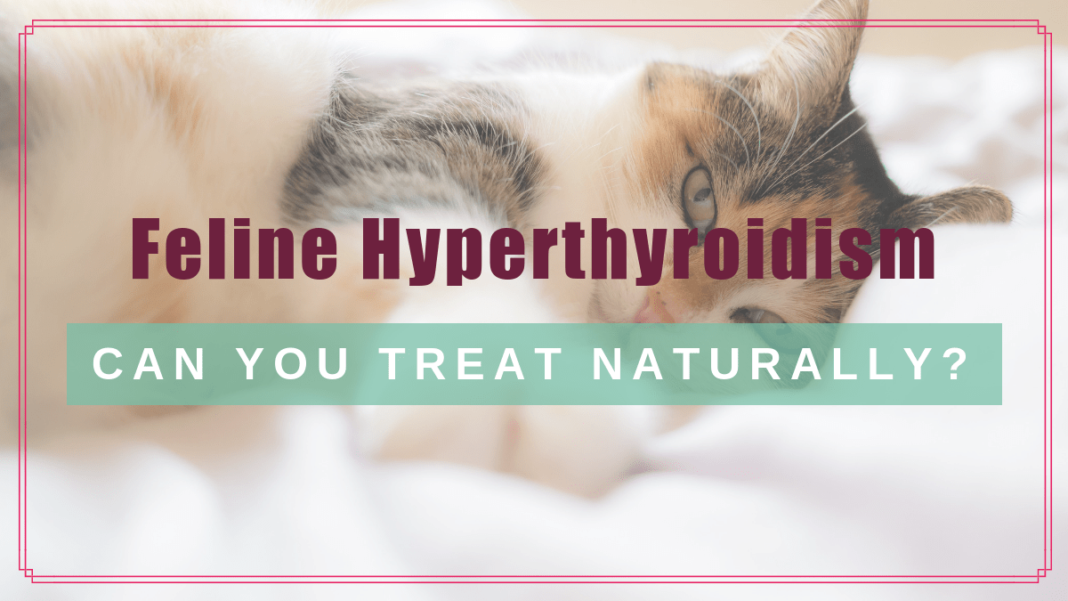 Feline Hyperthyroidism Can You Treat It Naturally Boulder Holistic Vet