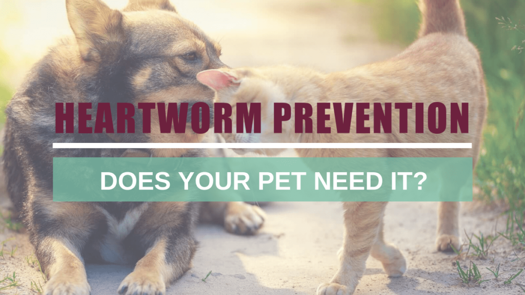 heartworm prevention pet needed need it boulderholisticvet blog post