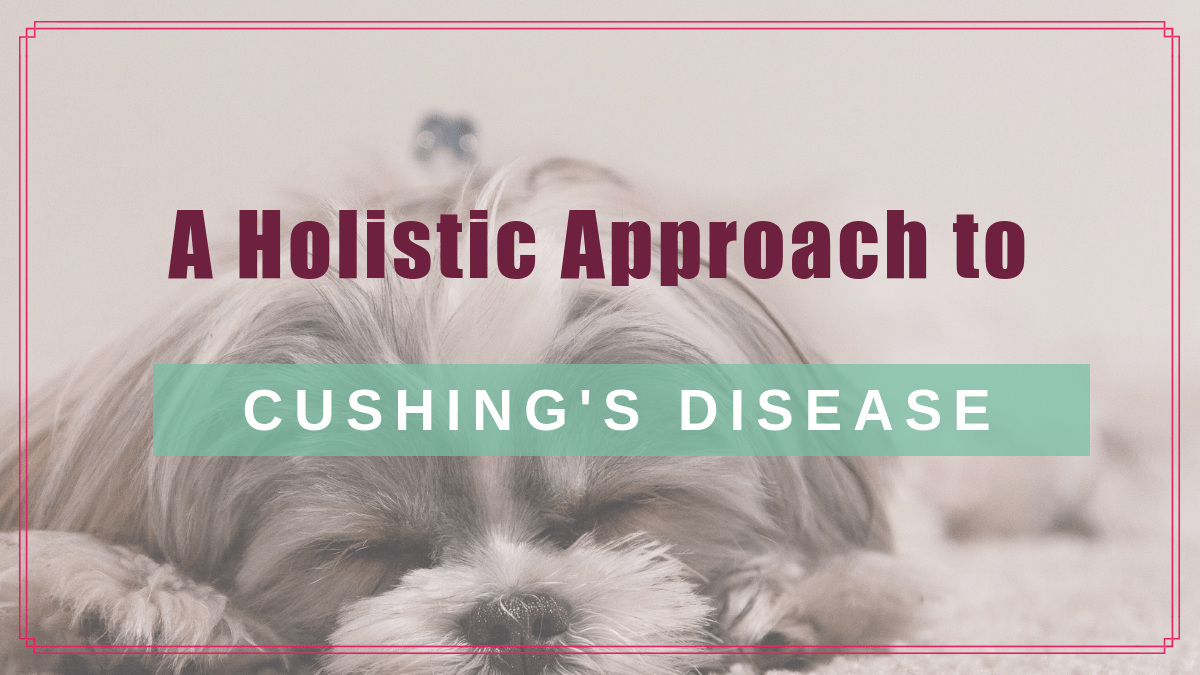 holistic approach cushings disease boulderholisticvet blog post
