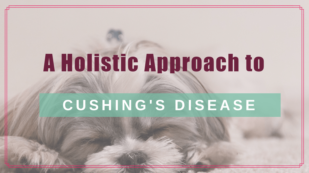 A Holistic Approach To Fighting Cushings Disease In Your Dog Or Cat