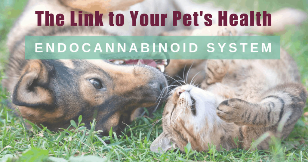 link pets health endocannabinoid system boulderholisticvet blog post