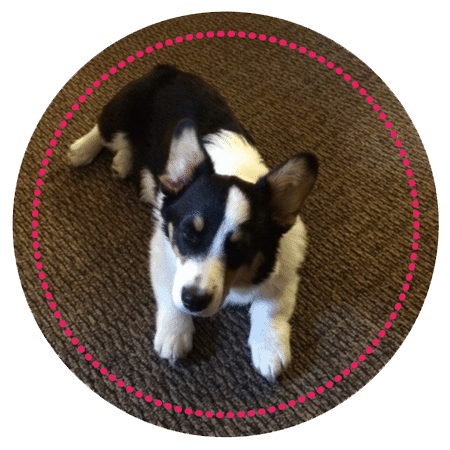 riley client testimonial boulderholisticvet