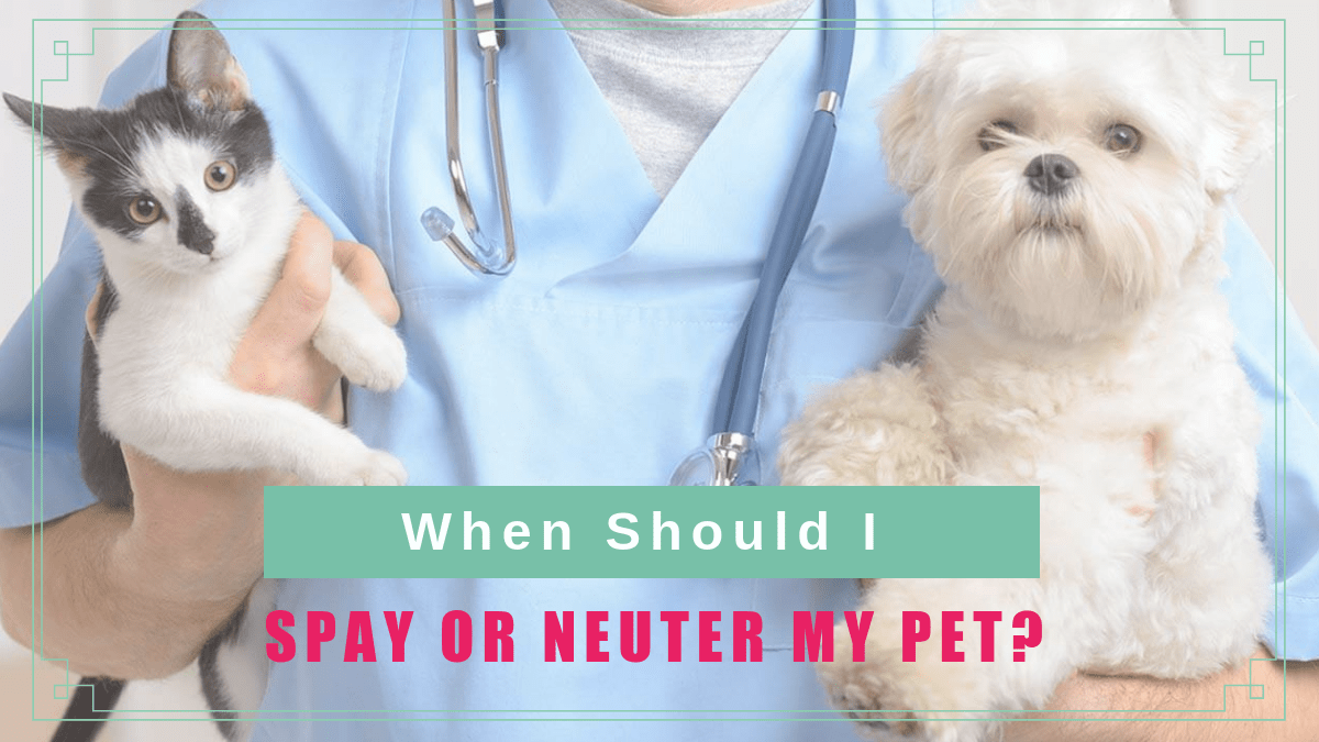 when should i neuter my dog