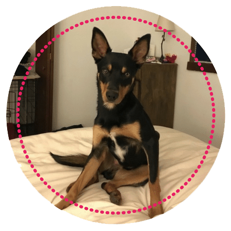 sydney client testimonial boulderholisticvet